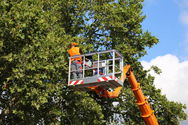 Best Tree Fertilization Services  in USA